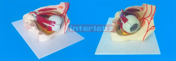 MIDDLE COLOURED EYE AND EYELID ANATOMICAL MODEL WITH ARTERY